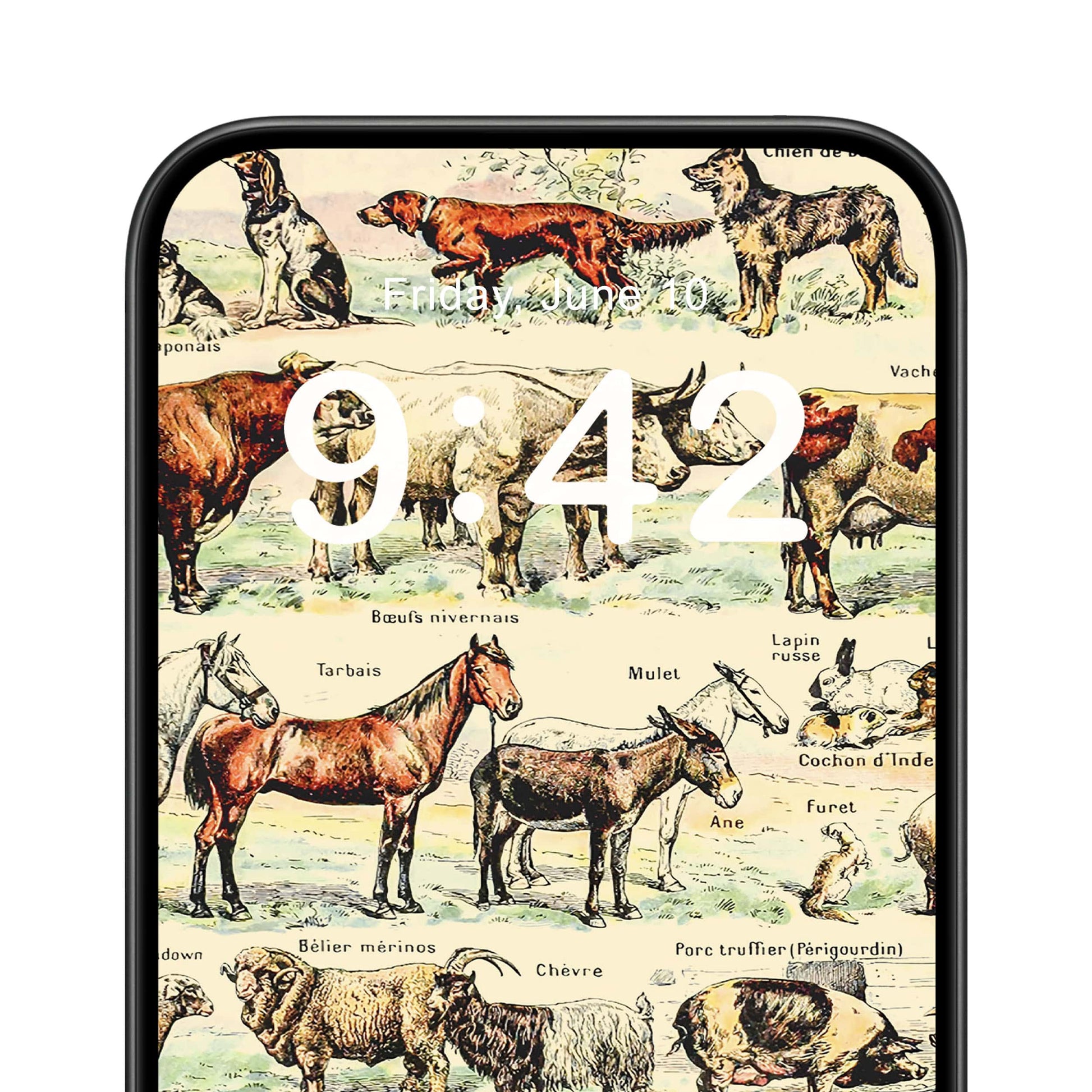 Farm Animals Phone Wallpaper Close Up