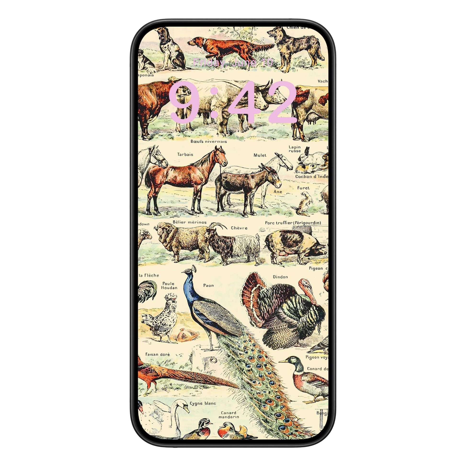 Farm Animals Phone Wallpaper Pink Text