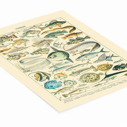 Diagram of Fish Painting Laying Flat on a White Background