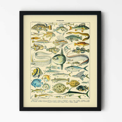 Diagram of Fish Painting in Black Picture Frame