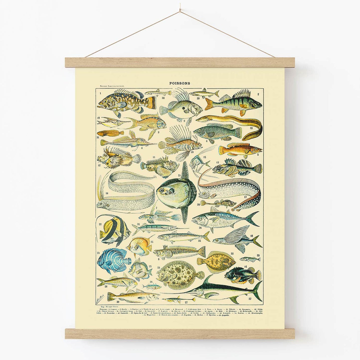 Diagram of Fish Art Print in Wood Hanger Frame on Wall