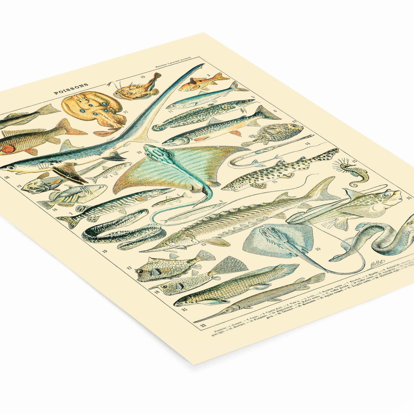 Diagram of Fish Painting Laying Flat on a White Background