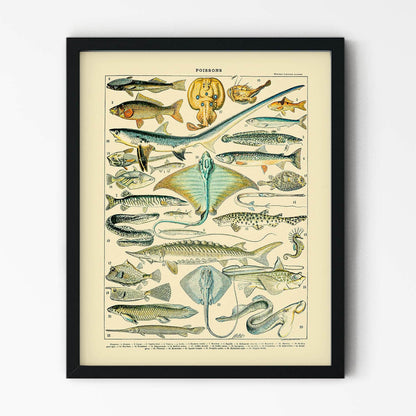 Diagram of Fish Painting in Black Picture Frame