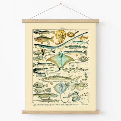 Diagram of Fish Art Print in Wood Hanger Frame on Wall