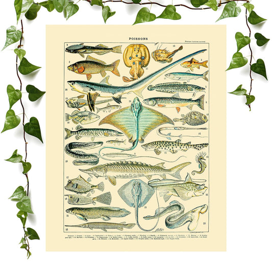 Fishing art print diagram of types of fish vintage wall art