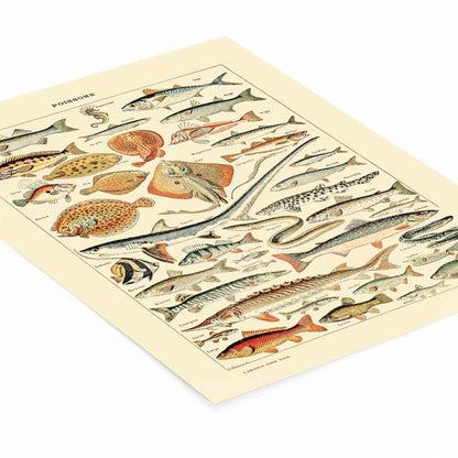 Diagram of Fish Painting Laying Flat on a White Background