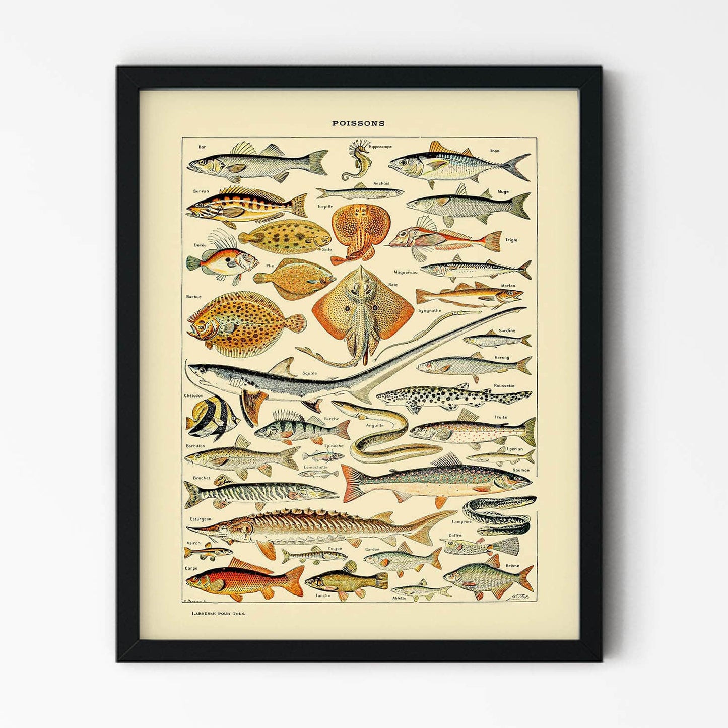 Diagram of Fish Painting in Black Picture Frame