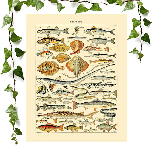 Fishing art print types of fish chart vintage wall art