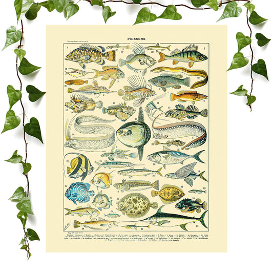 Fishing art print unique fish chart vintage wall art