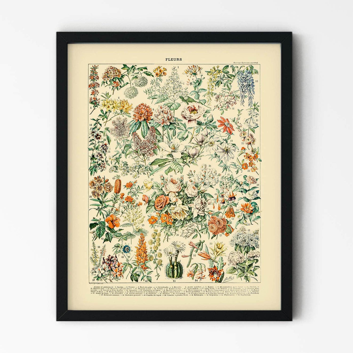 Flowers and Plants Art Print in Black Picture Frame