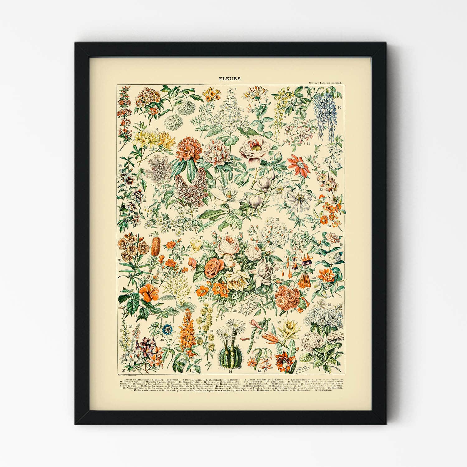 Flowers and Plants Art Print in Black Picture Frame