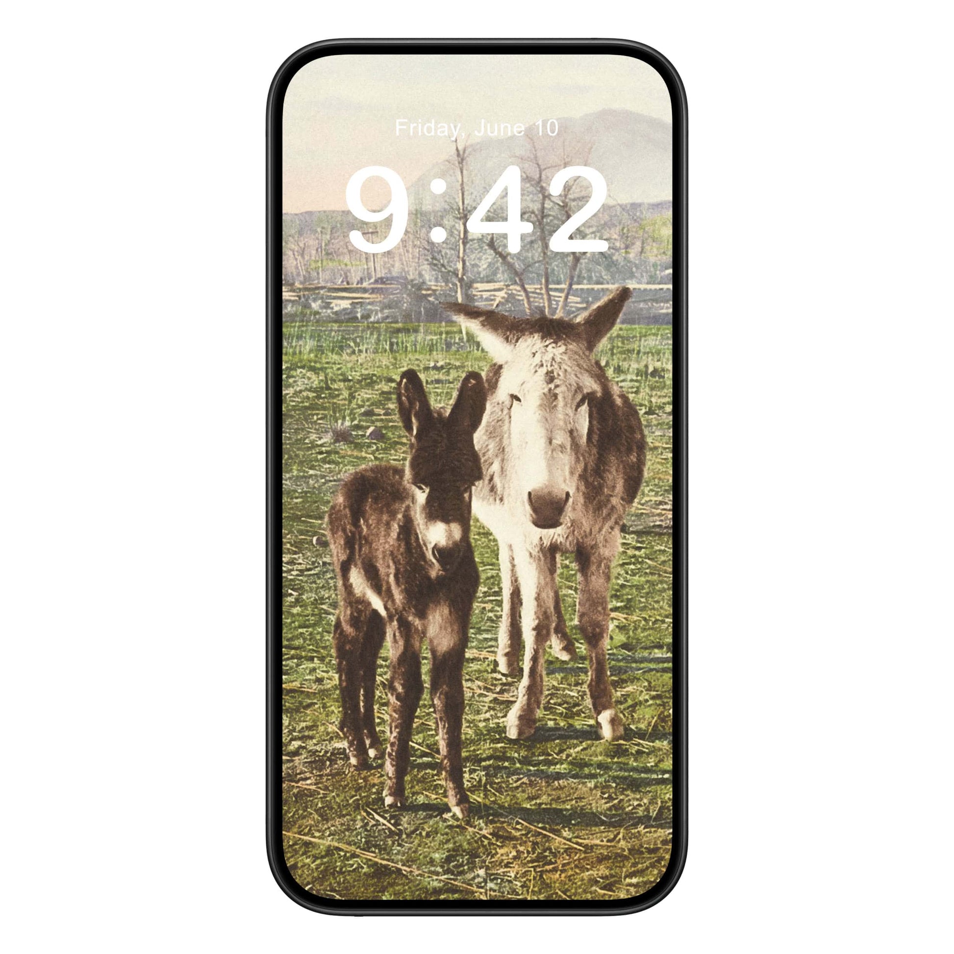 Funny Animal phone wallpaper background with two donkey's design shown on a phone lock screen, instant download available.