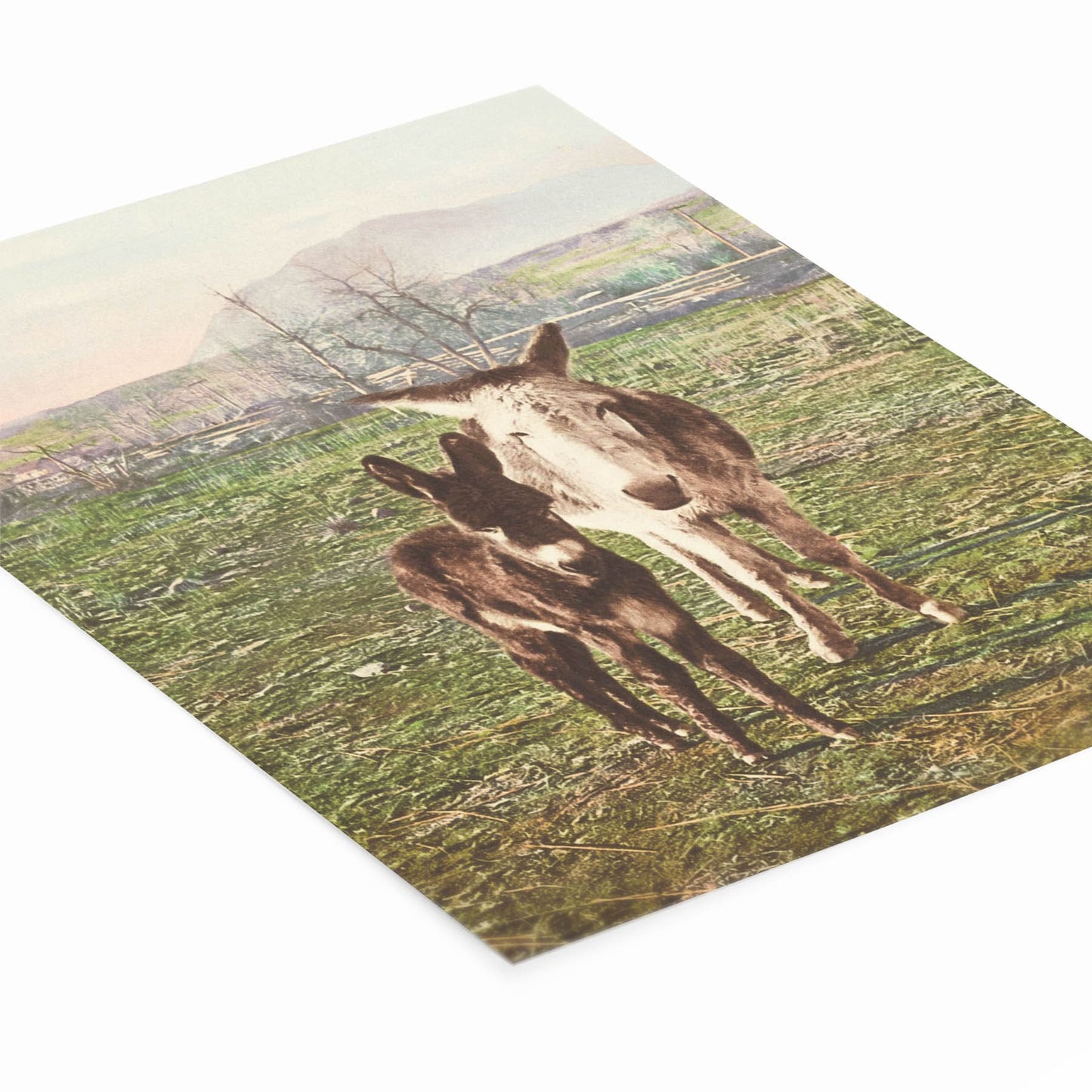 Two Donkey's in the Mountains Picture Laying Flat on a White Background