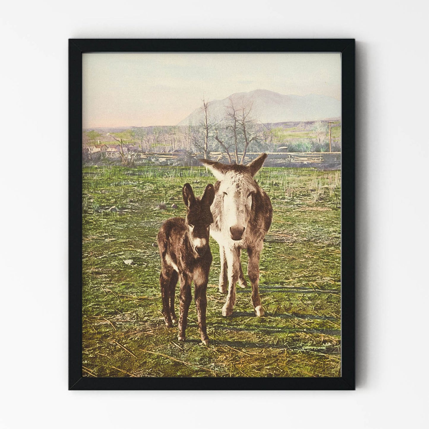 Two Donkey's in the Mountains Picture in Black Picture Frame