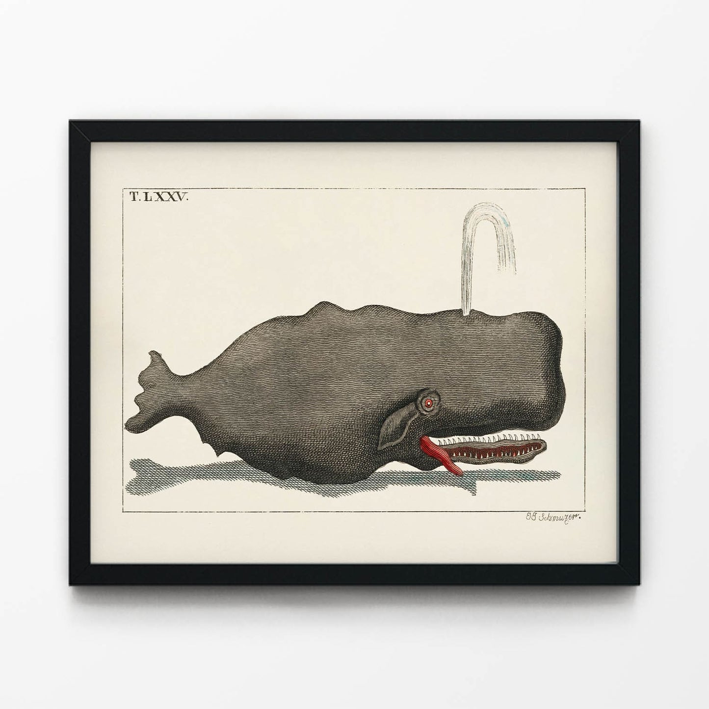 Large Gray Whale Drawing in Black Picture Frame