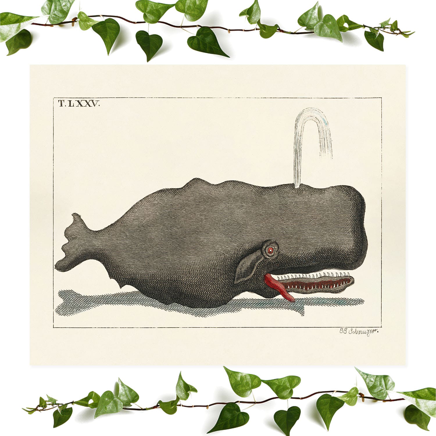 Funny Whale art prints featuring a crazy gray wale, vintage wall art room decor
