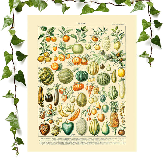 Harvest art print fruit chart vintage wall art