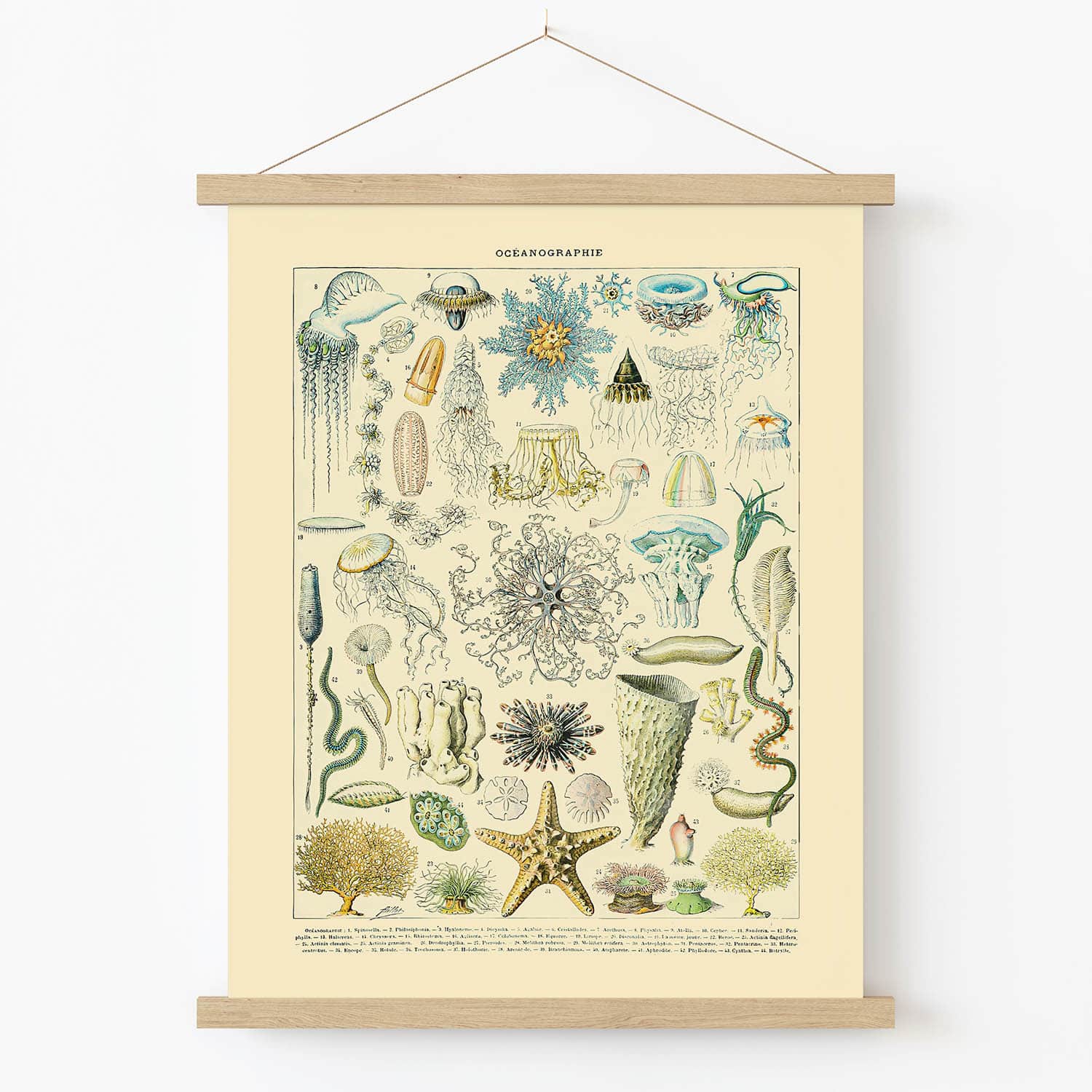 Sea Life Art Print in Wood Hanger Frame on Wall