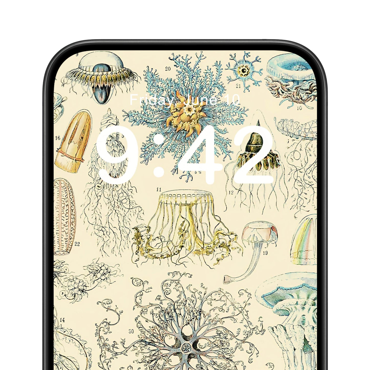 Jelly Fish Phone Wallpaper Close Up