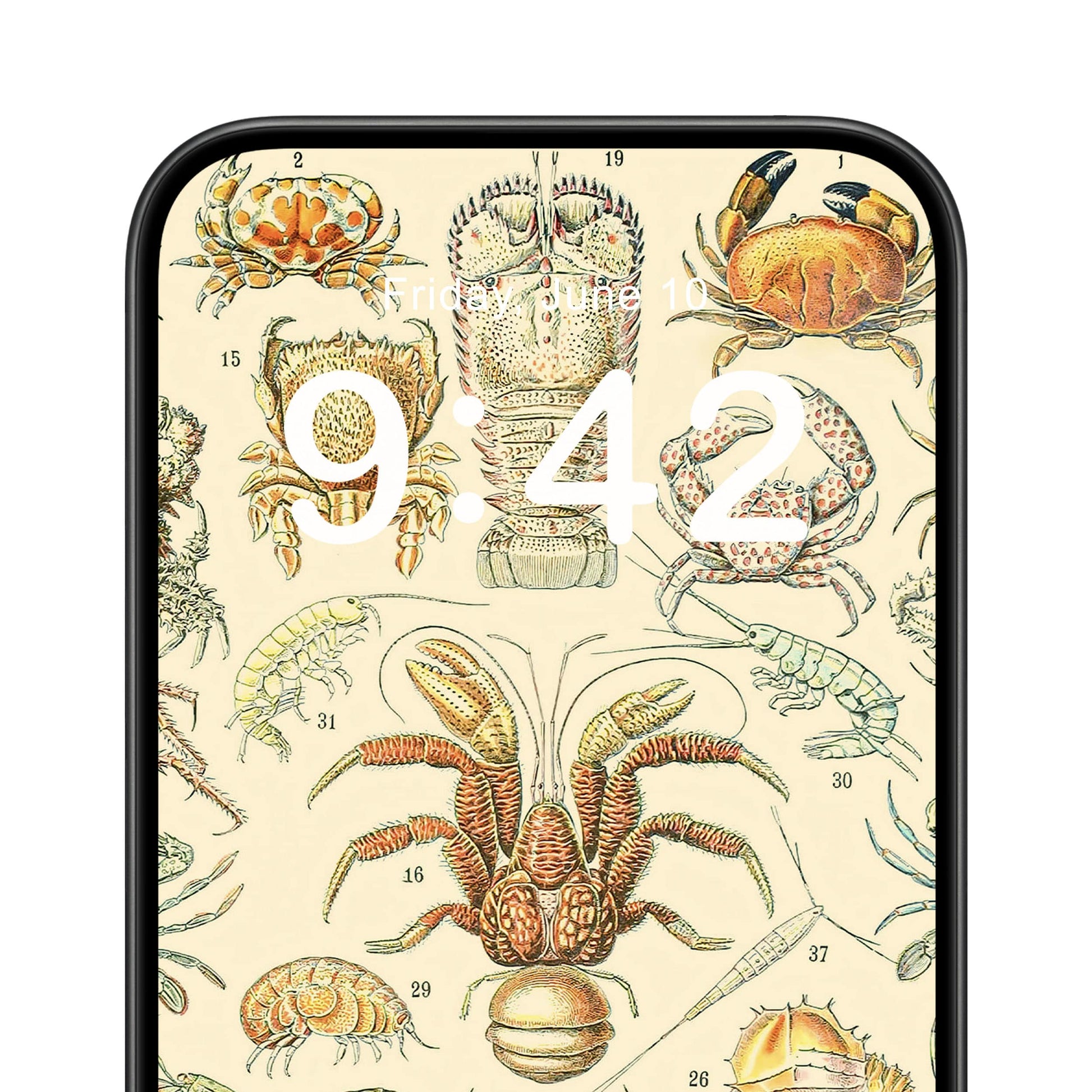 Lobsters and Crabs Phone Wallpaper Close Up