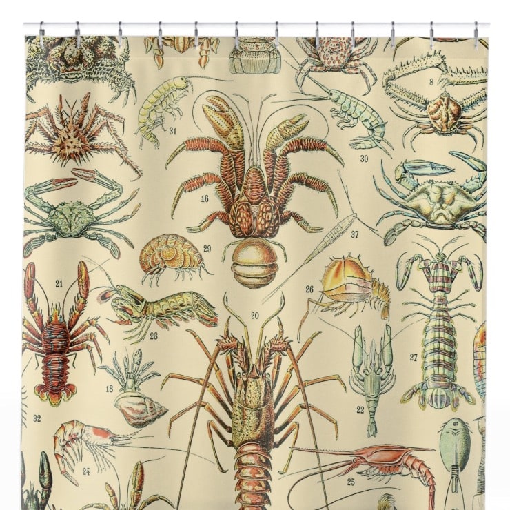 Lobsters and Crabs Shower Curtain Close Up, Science Shower Curtains