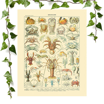 Science poster art print featuring lobsters and crabs, perfect for vintage wall decor.