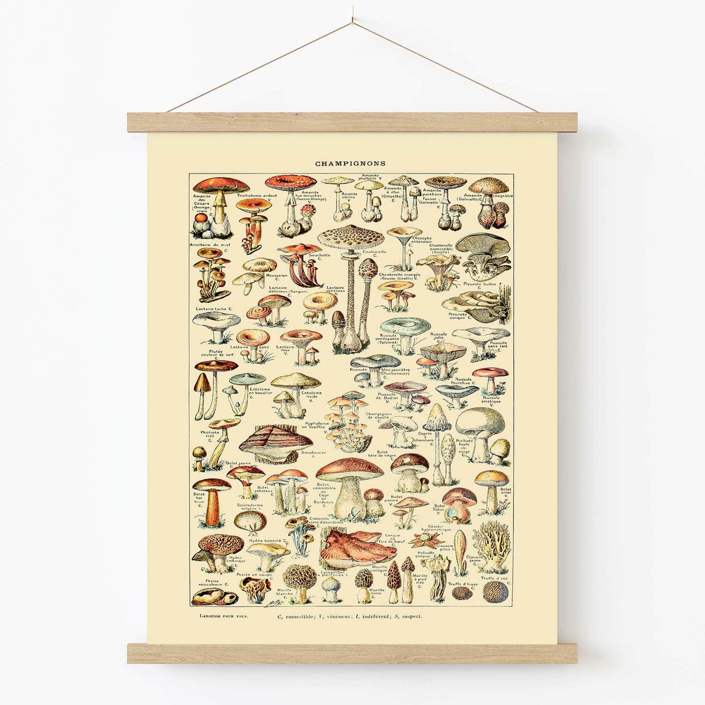 Mushroom Art Print in Wood Hanger Frame on Wall