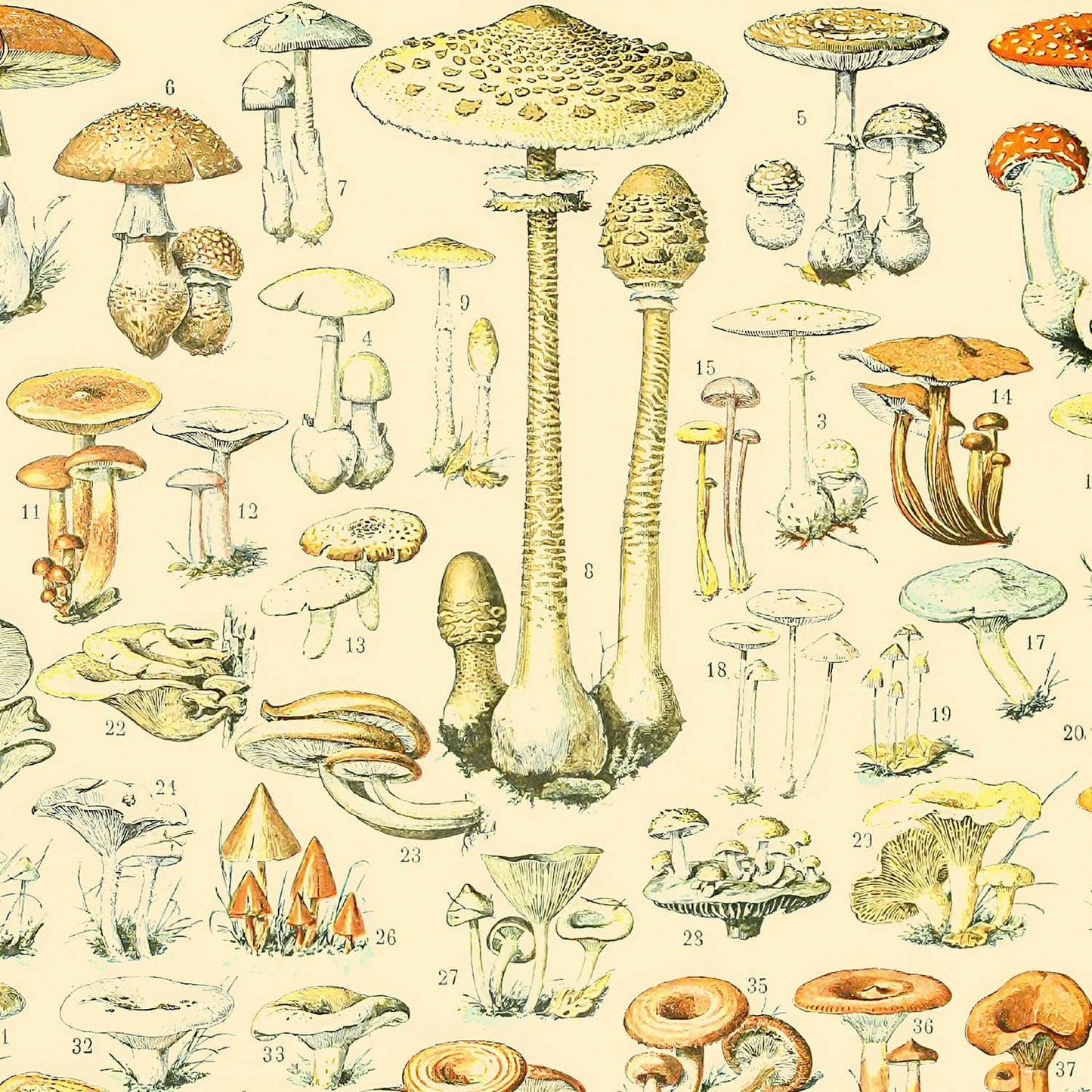 Mushroom Caps Art Print Close Up Detail Shot 2