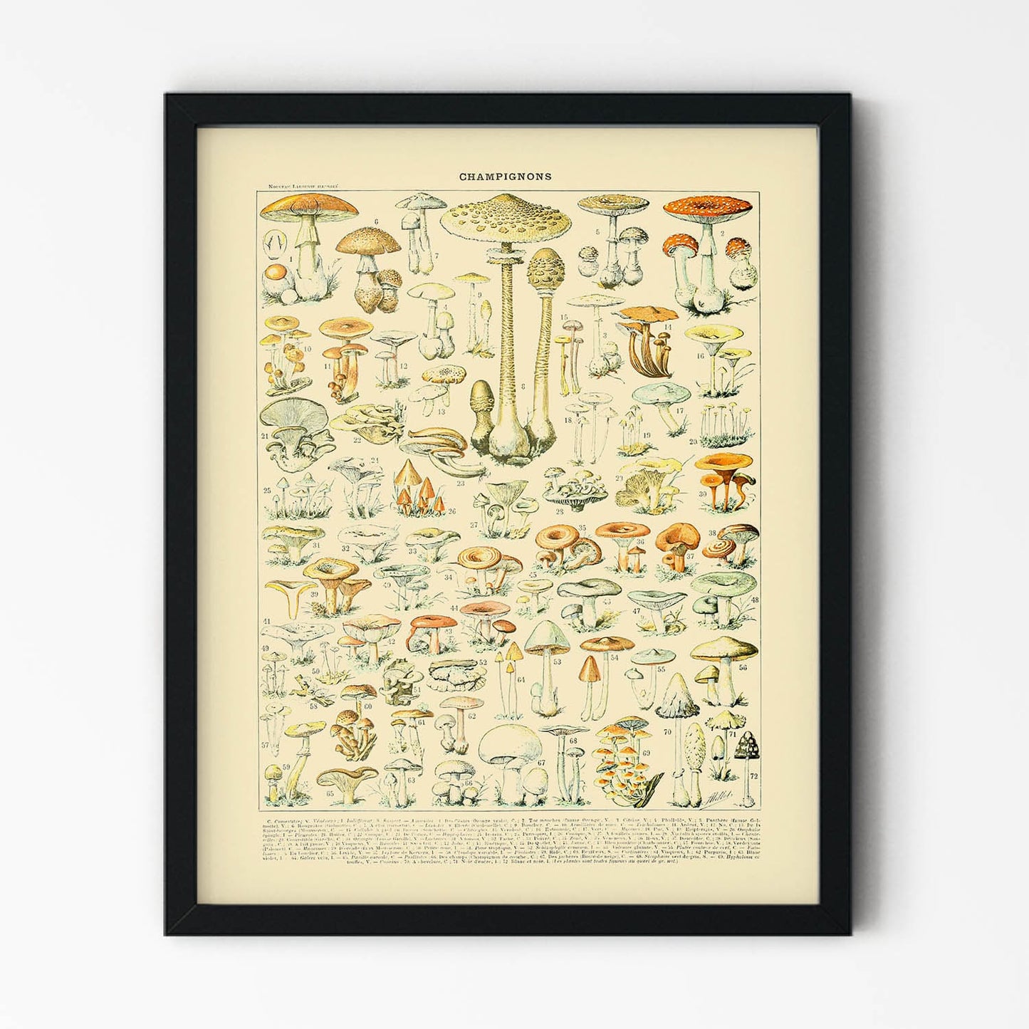 Mushroom Caps Art Print in Black Picture Frame