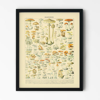 Mushroom Caps Art Print in Black Picture Frame