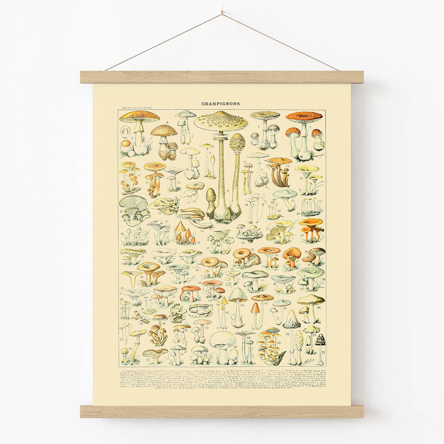 Mushroom Caps Art Print in Wood Hanger Frame on Wall