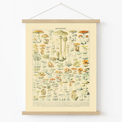 Mushroom Caps Art Print in Wood Hanger Frame on Wall