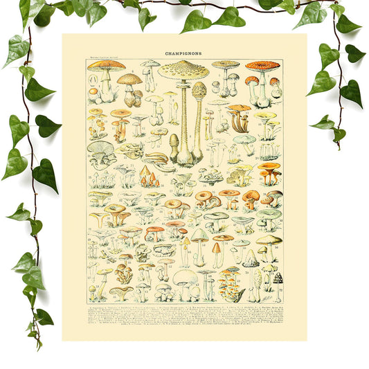 Mushroom Caps art print featuring cool mushrooms, vintage wall art room decor