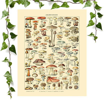 Mushroom art print featuring cool plants, vintage wall art room decor