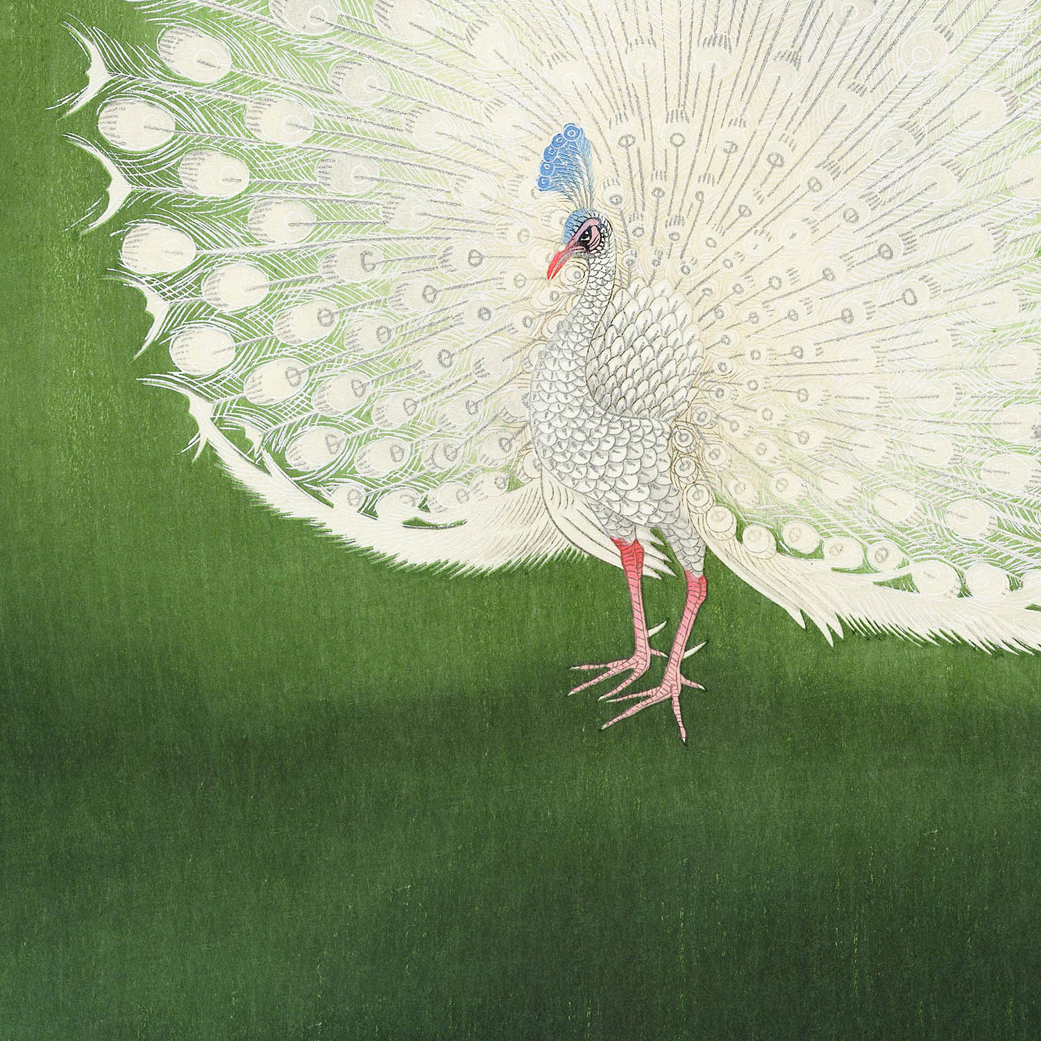 Peacock Feathers Art Print Close Up Detail Shot