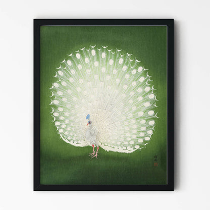 Peacock Feathers Art Print in Black Picture Frame