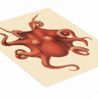 Orange Red Octopus Drawing Laying Flat on a White Background