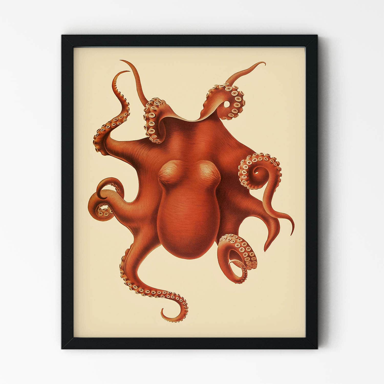 Orange Red Octopus Drawing in Black Picture Frame
