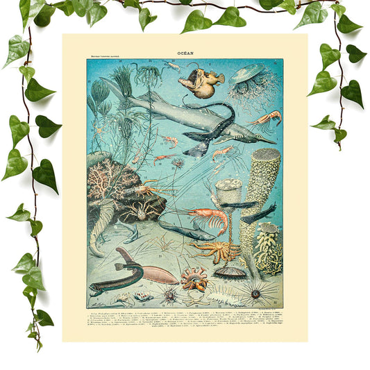 Sea Life art print shirmp and sharks vintage wall art