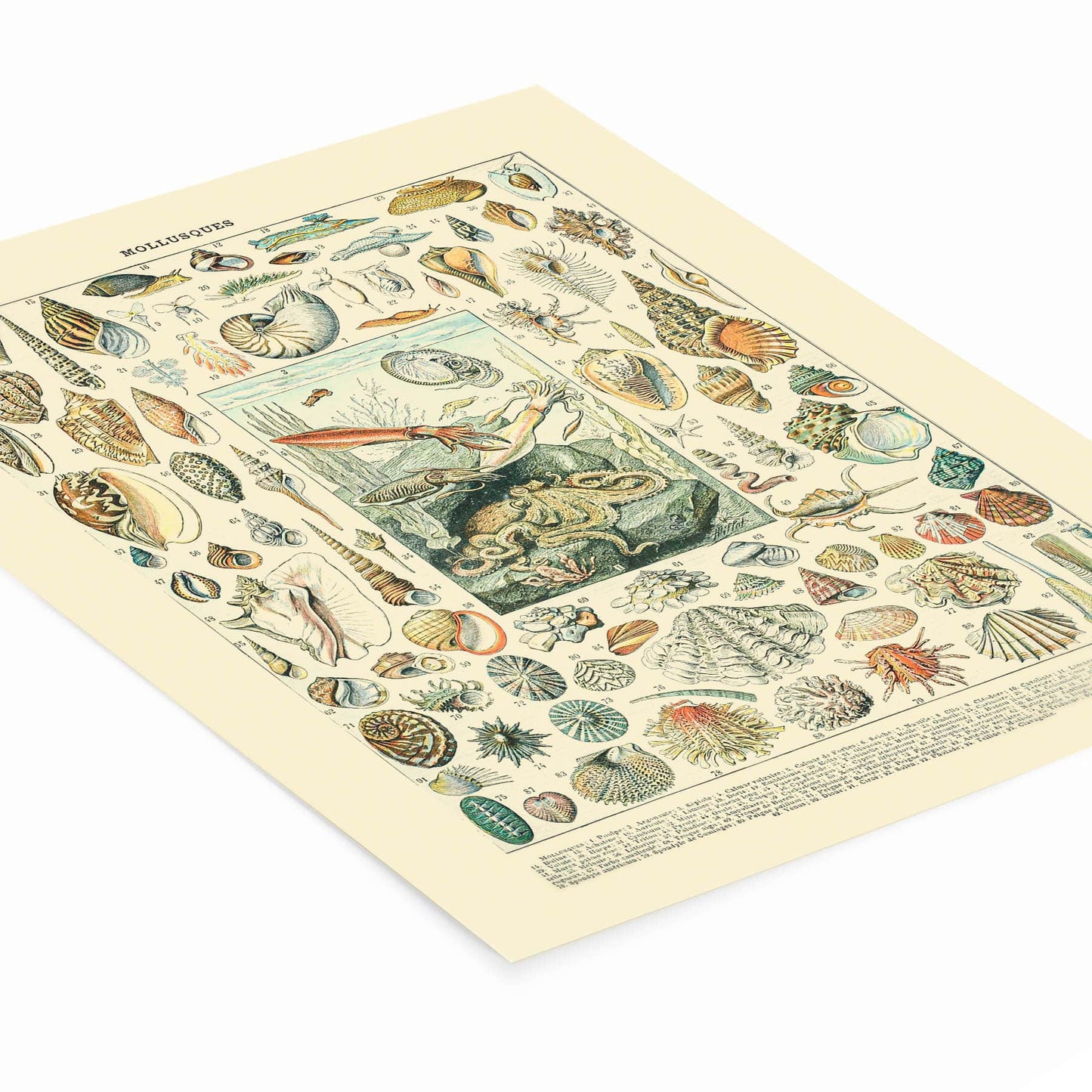 Ocean Life and Shells Painting Laying Flat on a White Background