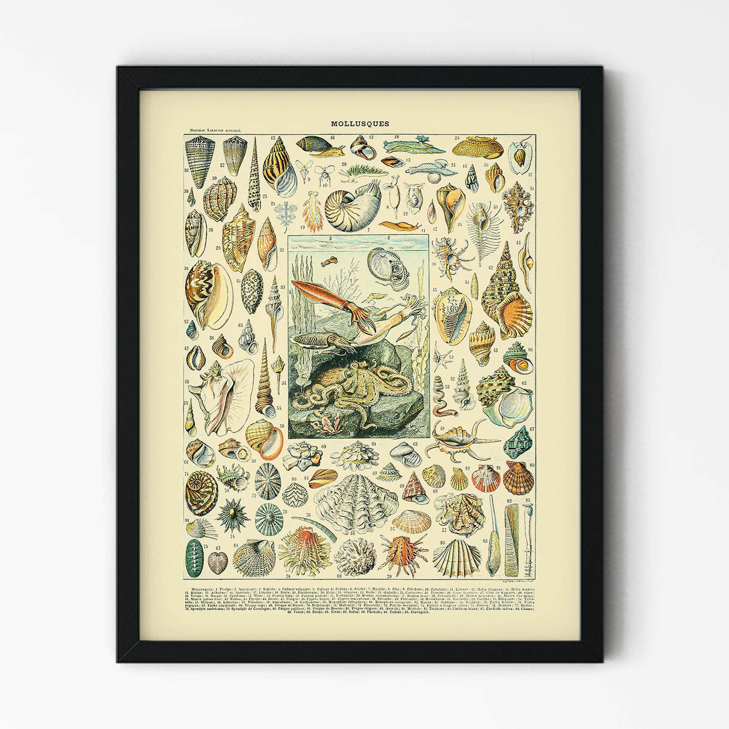 Ocean Life and Shells Painting in Black Picture Frame