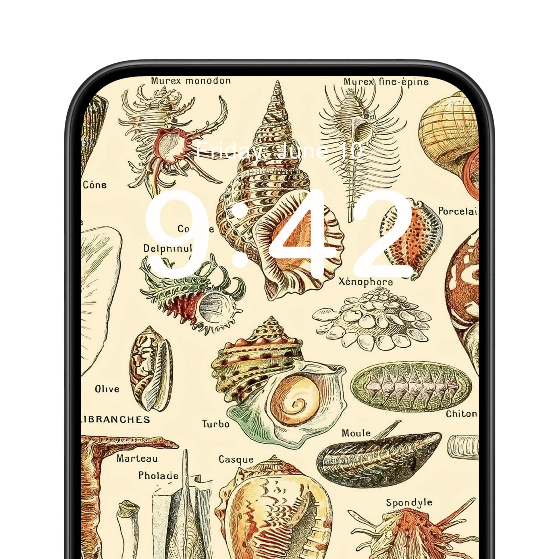 Seashells Phone Wallpaper Close Up