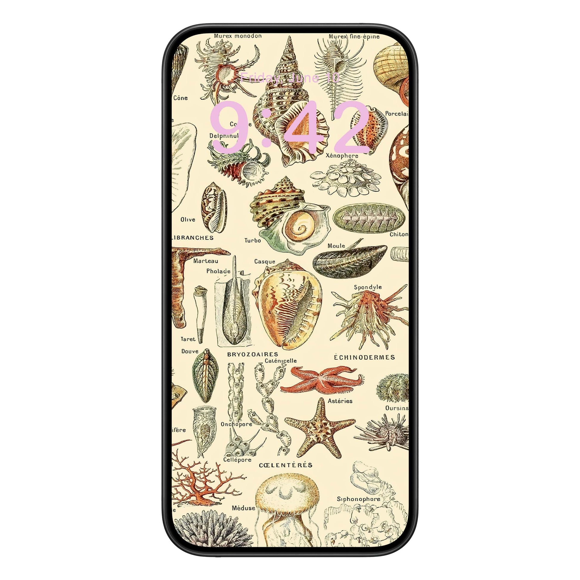 Seashells Phone Wallpaper Pink Text