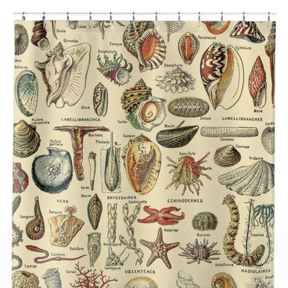 Seashells Shower Curtain Close Up, Science Shower Curtains