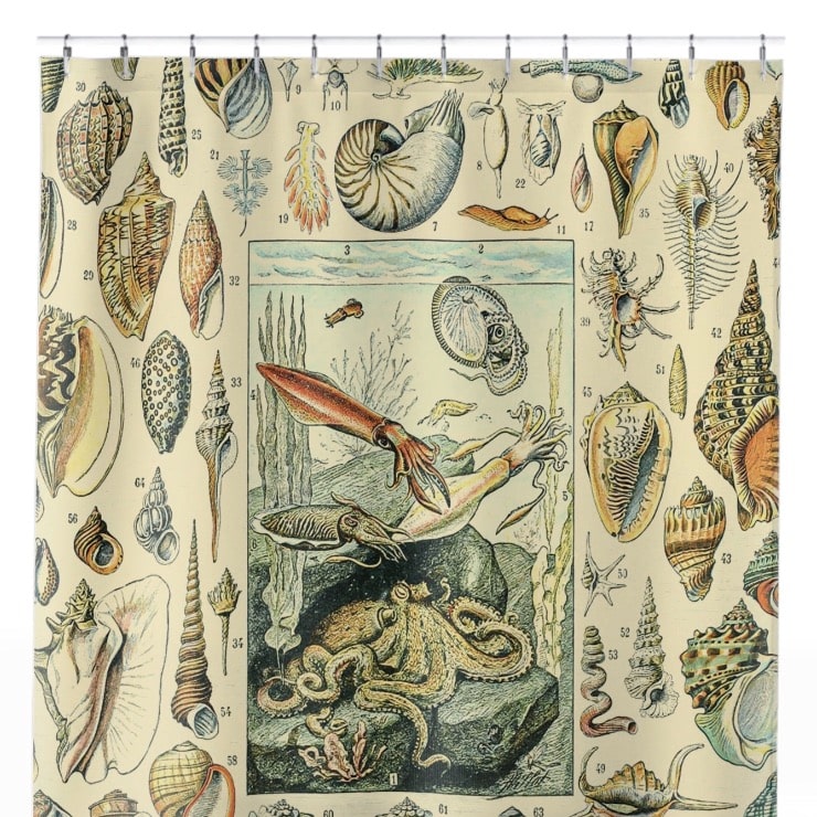 Seashells Shower Curtain Close Up, Science Shower Curtains