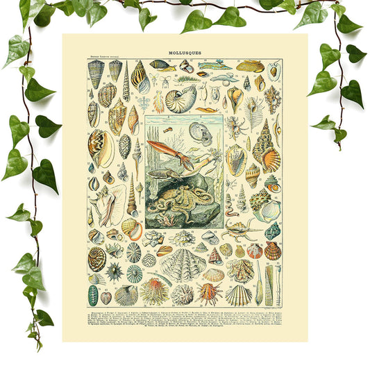 Seashells art print beach decor, vintage wall art room decor