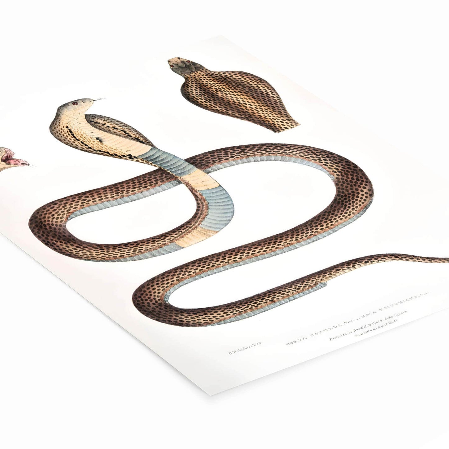 Cool Snake Drawing Laying Flat on a White Background