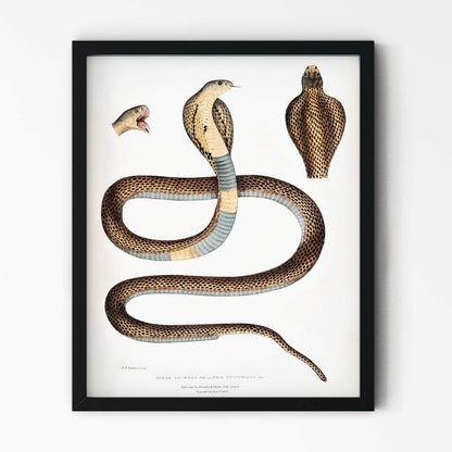 Cool Snake Drawing in Black Picture Frame