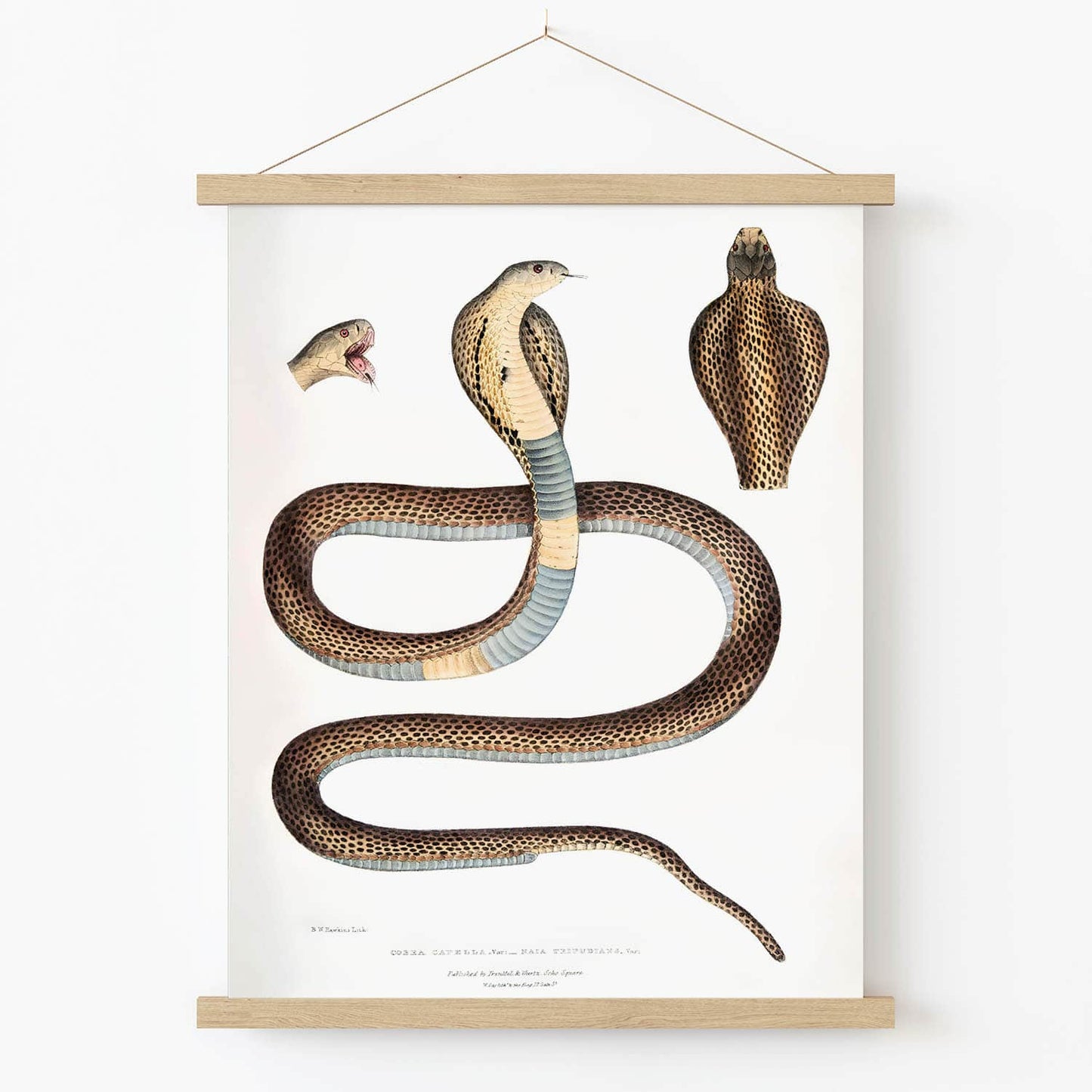 Cool Snake Art Print in Wood Hanger Frame on Wall