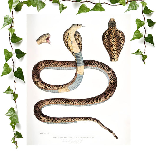 Snake Diagram art print cool snake drawing, vintage wall art room decor